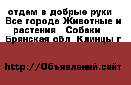 отдам в добрые руки - Все города Животные и растения » Собаки   . Брянская обл.,Клинцы г.